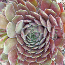 Sempervivum 'Dynamo' (Outdoors) - August
