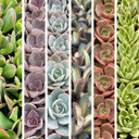 Wholesale Succulents 25-Pack (Single Variety, 2" Pots)