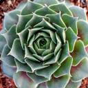 Sempervivum 'Firebird' (Young)