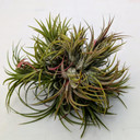 Hanging Air Plant Clump (red, enhanced)