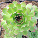Sempervivum 'Emerald Giant' (Mature) - April