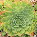 Sempervivum 'Emerald Giant' (Outdoors) - August