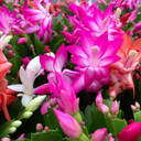 Schlumbergera truncata - Cyber Pink [limited]