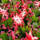 Schlumbergera truncata - Sonic Red [limited]