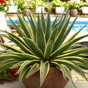 Mangave 'Navajo Princess' [plug]