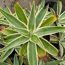 Mangave 'Navajo Princess' [large] [landscape quality] [bare root]