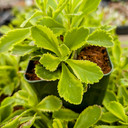 Sedum kamtschaticum 'The Edge' [large]