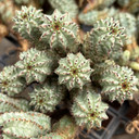 Euphorbia submammillaris variegata [bare root]