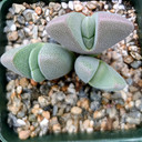 Cheiridopsis speciosa [large]