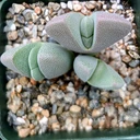Cheiridopsis speciosa [large]