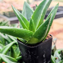 Alworthia pentagona 'West Jogoo'