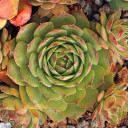Sempervivum 'Fame' (Outdoors) - August