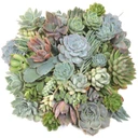 Succulent Cuttings Assorted 50-Pack