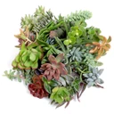 Succulent Cuttings Assorted 20-Pack