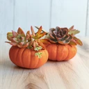 Succulent Cuttings for Pumpkins & Fall Decor Assorted Pack (10-50 Plants, 2-3")