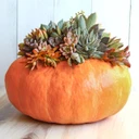 Succulent Cuttings for Pumpkins & Fall Decor Assorted 50-Pack
