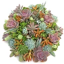 Succulent Cuttings for Pumpkins & Fall Decor Assorted Pack (10-50 Plants, 2-4")