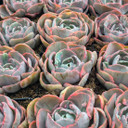 Echeveria 'Beyonce Rainbow' (Variegated)