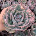 Echeveria 'Beyonce Rainbow' (Variegated)