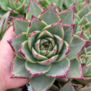 Echeveria agavoides 'Ebony'