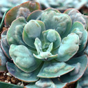 Echeveria 'Heart's Delight'