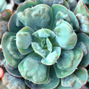 Echeveria 'Heart's Delight'