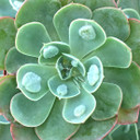 Echeveria 'Raindrops'
