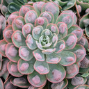 Echeveria 'Raindrops'