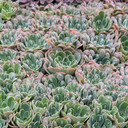 Echeveria 'Raindrops'