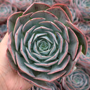 Echeveria 'Muesli'