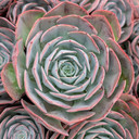 Echeveria 'Muesli'