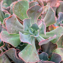 Echeveria 'Strawberry Hearts'
