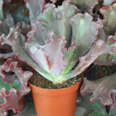 Echeveria 'Chocolate Ruffles' 