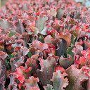 Echeveria 'Chocolate Ruffles' 
