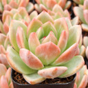 Echeveria 'Purple Champagne'