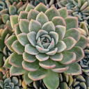 Echeveria 'Purple Champagne'