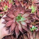 Echeveria 'Red Soul' 
