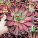 Echeveria 'Red Soul' 