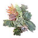 Succulent Cuttings Assorted Pack (10-50 Plants, 0.75-2") 10 pack