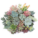 Succulent Cuttings Assorted Pack (10-50 Plants, 0.75-2") 30 pack