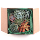Succulent Cuttings Assorted Pack (10-50 Plants, 0.75-2") 10 box