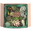 Succulent Cuttings Assorted Pack (10-50 Plants, 0.75-2") 30 box