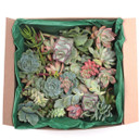 Succulent Cuttings Assorted Pack (10-50 Plants, 0.75-2") 50 box