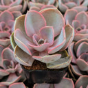 Echeveria 'Red Sky'