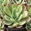 Echeveria 'Candise'