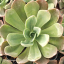 Echeveria 'Candise'