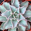 Echeveria 'Madiba' 