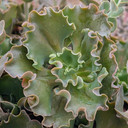 Echeveria 'Masquerade'