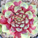Sempervivum 'Fame Monstrose' (Mature) - April