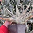 Gasteria 'Silver Frost'